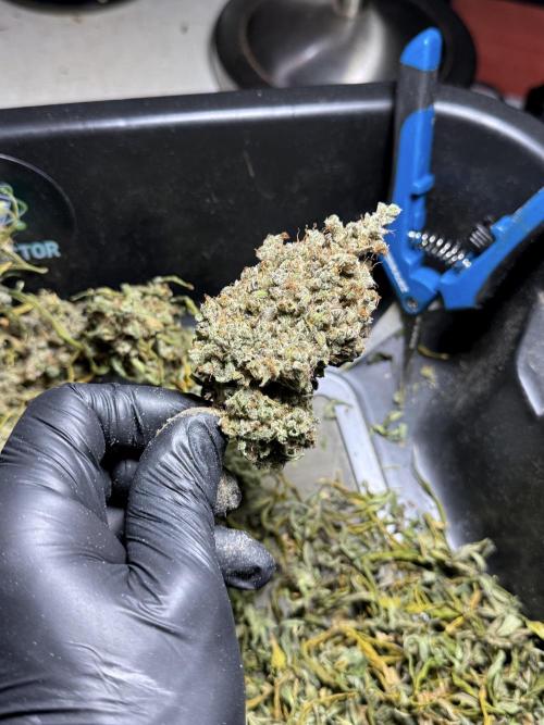 BlueBerry by Zamnesia Seeds. Week 15 - BB#2