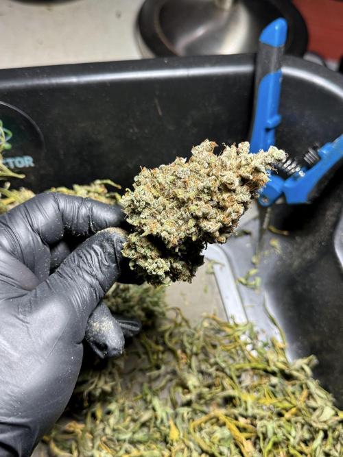 BlueBerry by Zamnesia Seeds. Week 15 - BB#2