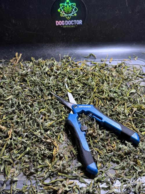 BlueBerry by Zamnesia Seeds. Week 15 - BB#2