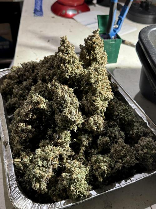 BlueBerry by Zamnesia Seeds. Week 15 - BB#2