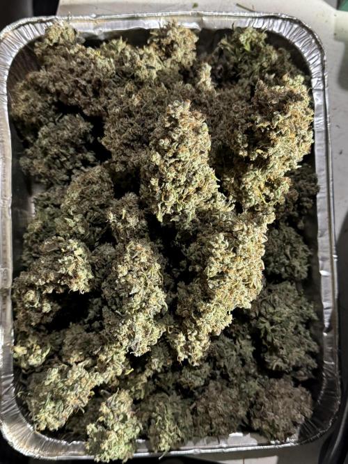 BlueBerry by Zamnesia Seeds. Week 15 - BB#2