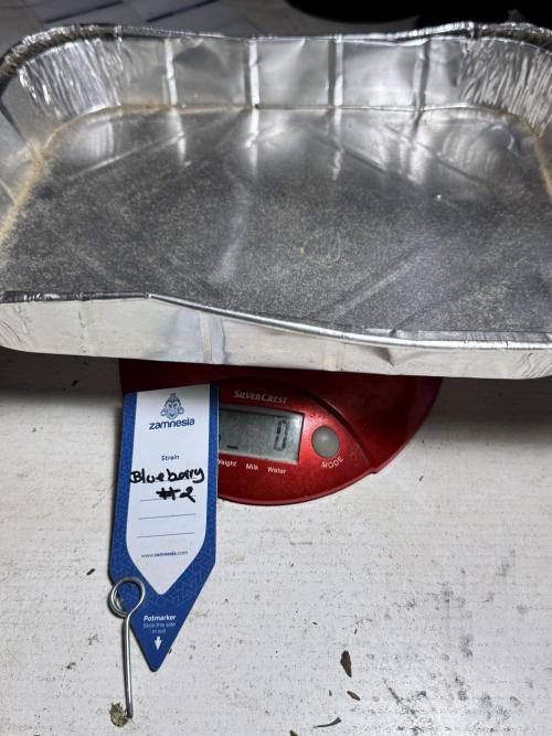 BlueBerry by Zamnesia Seeds. Week 15 - BB#2