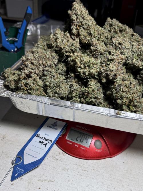 BlueBerry by Zamnesia Seeds. Week 15 - BB#2