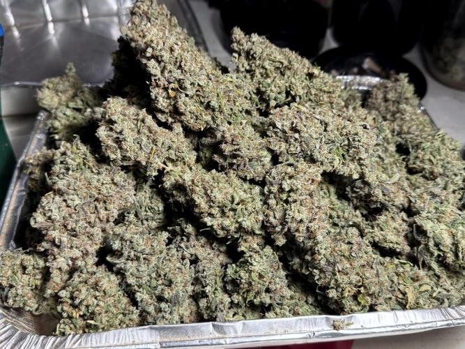 BlueBerry by Zamnesia Seeds. Week 15 - BB#2