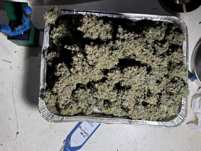 BlueBerry by Zamnesia Seeds. Week 15 - BB#2