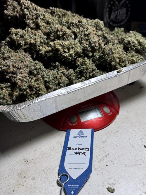 BlueBerry by Zamnesia Seeds. Week 15 - BB#2