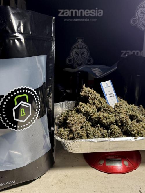 BlueBerry by Zamnesia Seeds. Week 15 - BB#2