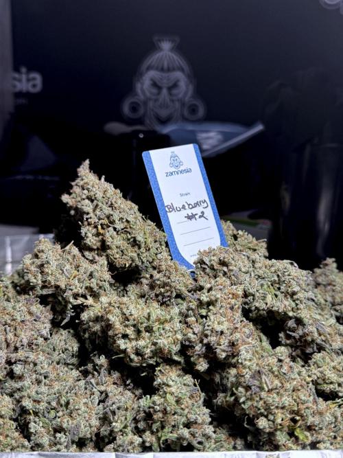 BlueBerry by Zamnesia Seeds. Week 15 - BB#2