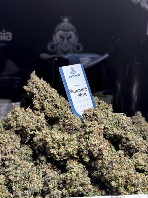 BlueBerry by Zamnesia Seeds. Week 15 - BB#2