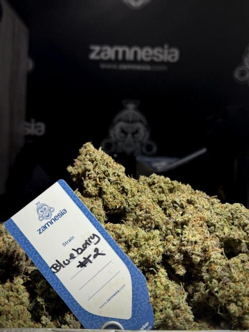 BlueBerry by Zamnesia Seeds. Week 15 - BB#2
