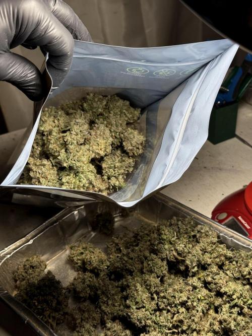 BlueBerry by Zamnesia Seeds. Week 15 - BB#2