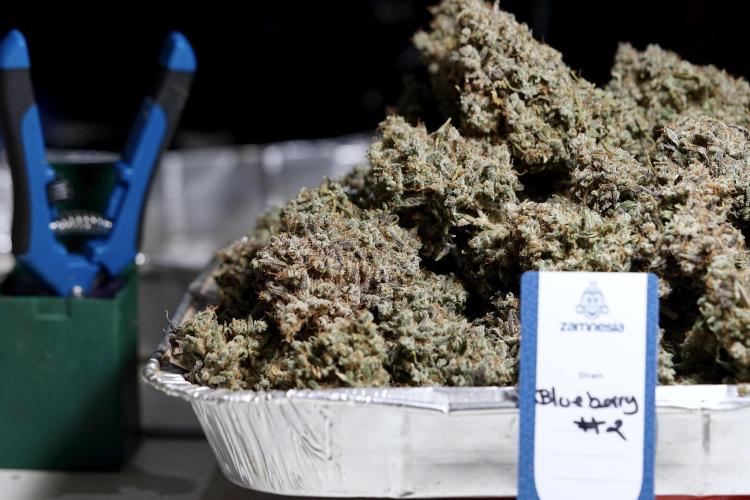 BlueBerry by Zamnesia Seeds. Week 15 - BB#2