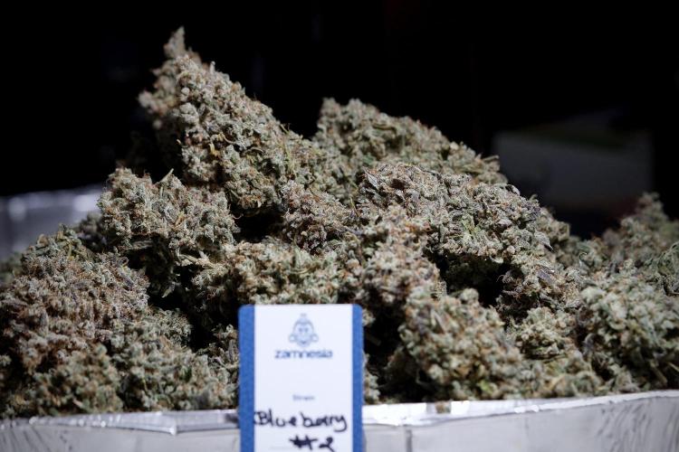 BlueBerry by Zamnesia Seeds. Week 15 - BB#2