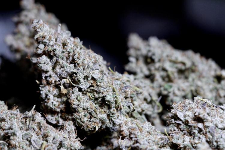 BlueBerry by Zamnesia Seeds. Week 15 - BB#2