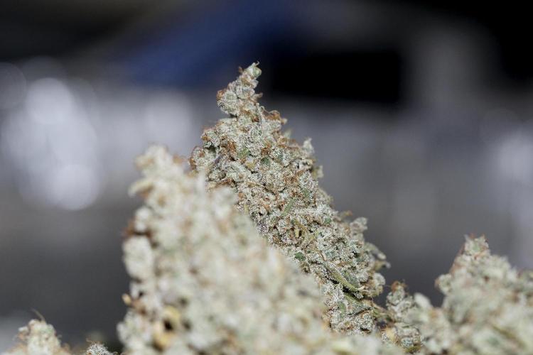 BlueBerry by Zamnesia Seeds. Week 15 - BB#2