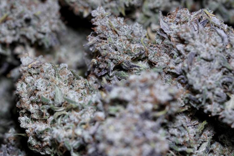 BlueBerry by Zamnesia Seeds. Week 15 - BB#2