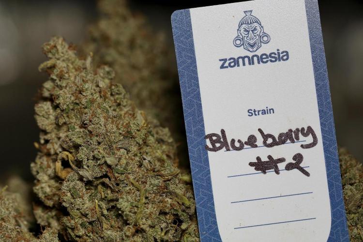 BlueBerry by Zamnesia Seeds. Week 15 - BB#2