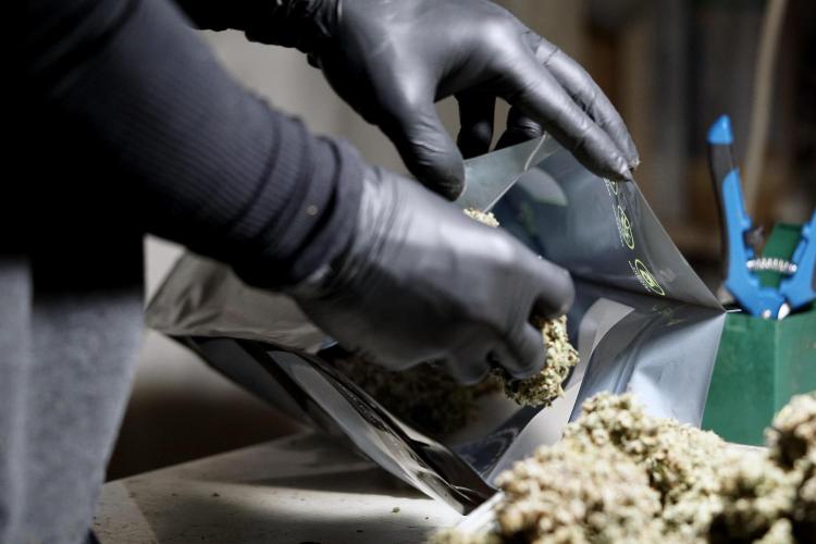 BlueBerry by Zamnesia Seeds. Week 15 - BB#2