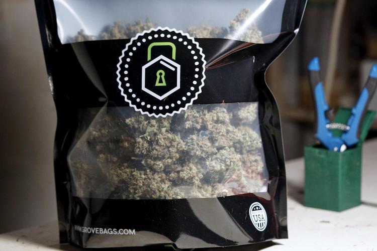 BlueBerry by Zamnesia Seeds. Week 15 - BB#2