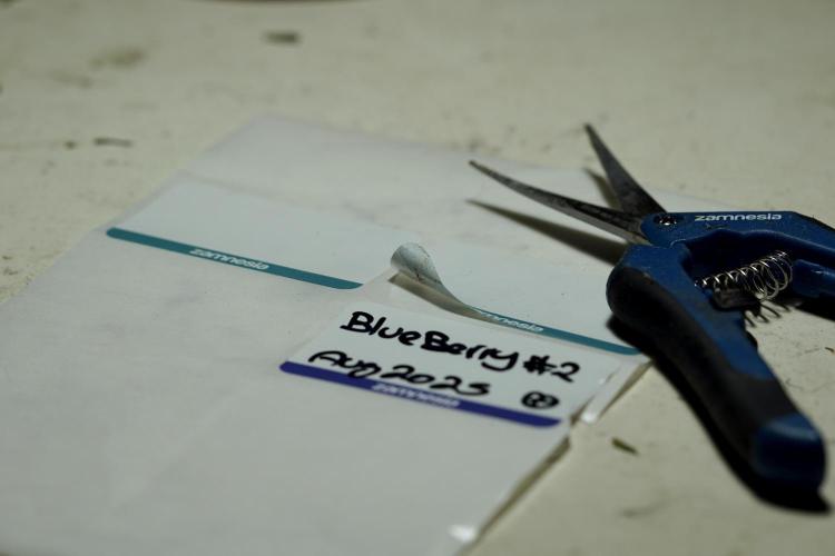 BlueBerry by Zamnesia Seeds. Week 15 - BB#2