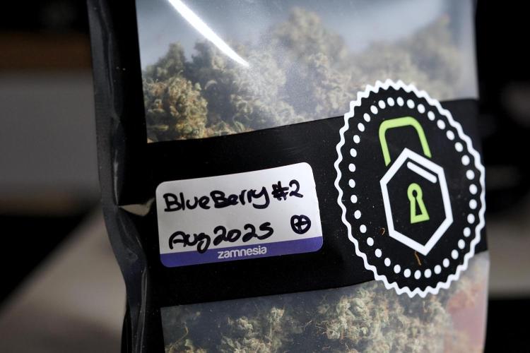 BlueBerry by Zamnesia Seeds. Week 15 - BB#2