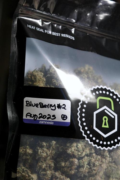 BlueBerry by Zamnesia Seeds. Week 15 - BB#2