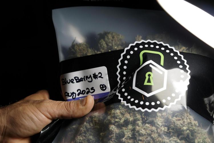 BlueBerry by Zamnesia Seeds. Week 15 - BB#2