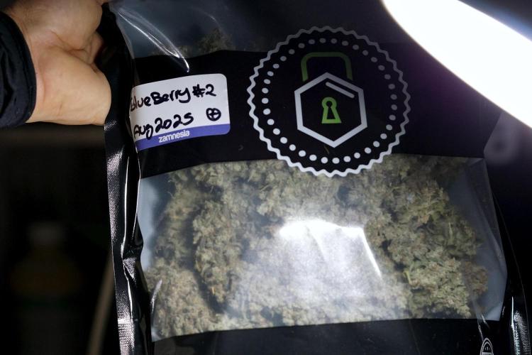 BlueBerry by Zamnesia Seeds. Week 15 - BB#2