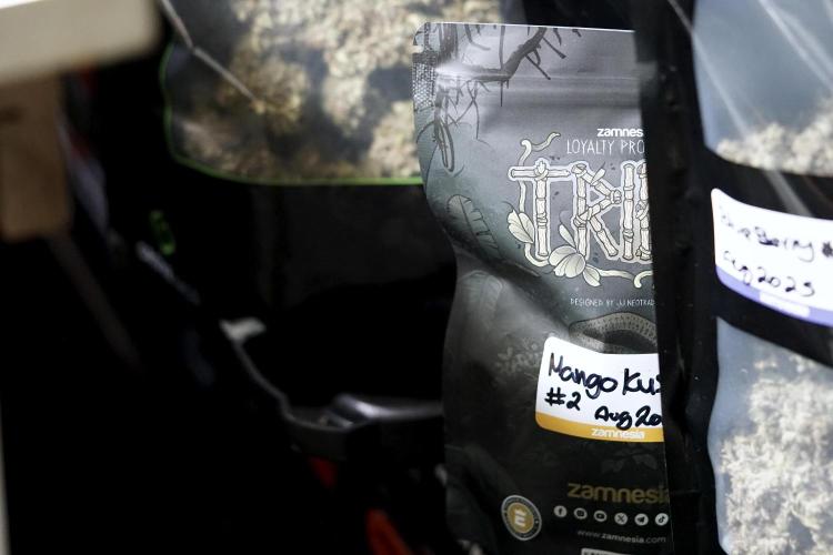 BlueBerry by Zamnesia Seeds. Week 15 - BB#2