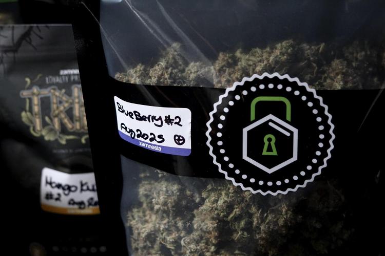 BlueBerry by Zamnesia Seeds. Week 15 - BB#2