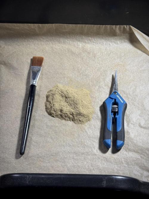 BlueBerry by Zamnesia Seeds. Week 15 - Mix Spectrum Gold