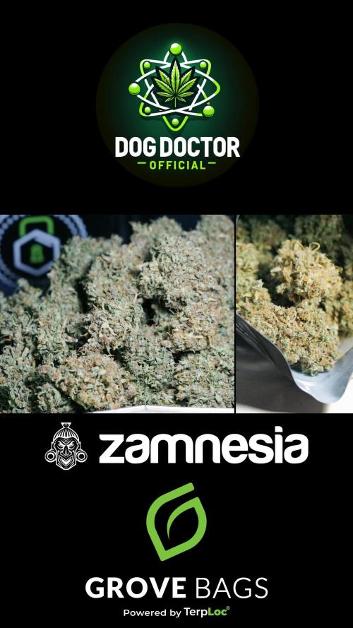 BlueBerry by Zamnesia Seeds