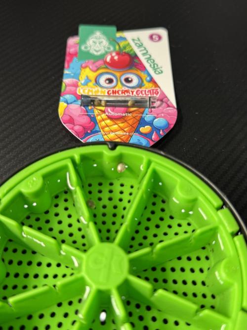 Lemon Cherry Gelato YumYum. Week 0 - Germination 