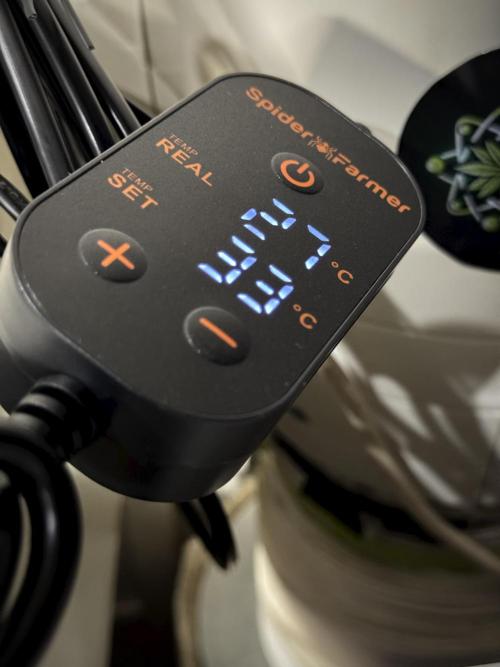 Lemon Cherry Gelato YumYum. Week 0 - Germination 