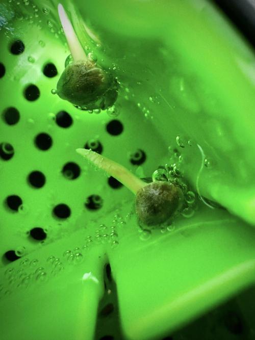 Lemon Cherry Gelato YumYum. Week 0 - Germination 