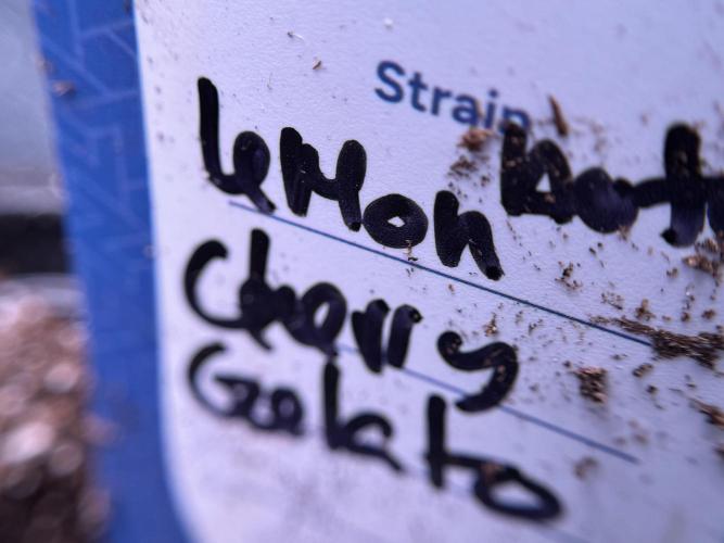 Lemon Cherry Gelato YumYum. Week 0 - Germination 