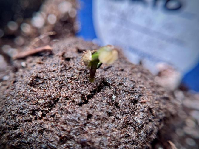 Lemon Cherry Gelato YumYum. Week 0 - Germination 