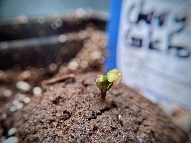 Lemon Cherry Gelato YumYum. Week 0 - Germination 