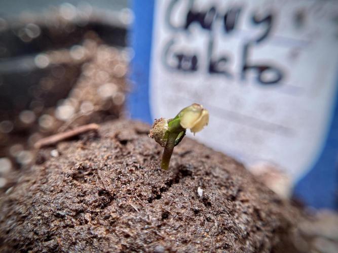Lemon Cherry Gelato YumYum. Week 0 - Germination 