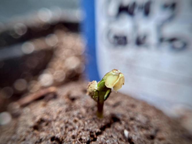 Lemon Cherry Gelato YumYum. Week 0 - Germination 