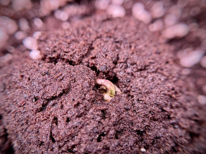 Lemon Cherry Gelato YumYum. Week 0 - Germination 