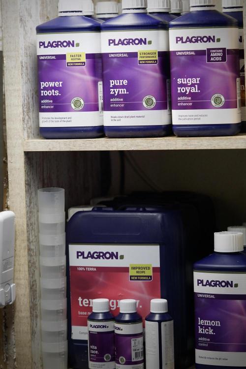 Lemon Cherry Gelato YumYum. Week 0 - Germination 