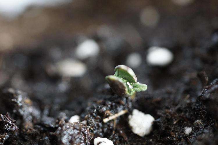 Lemon Cherry Gelato YumYum. Week 0 - Germination 