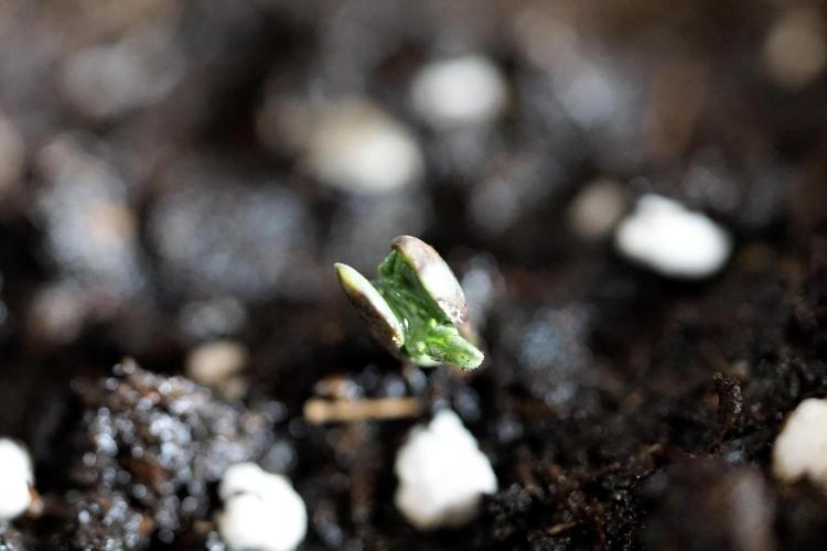 Lemon Cherry Gelato YumYum. Week 0 - Germination 
