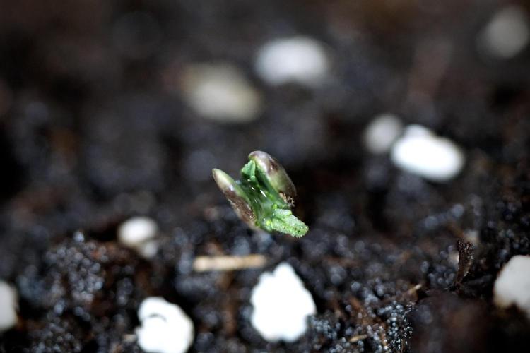 Lemon Cherry Gelato YumYum. Week 0 - Germination 