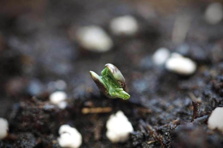 Lemon Cherry Gelato YumYum. Week 0 - Germination 