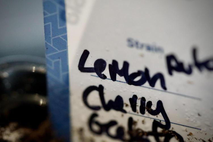 Lemon Cherry Gelato YumYum. Week 0 - Germination 