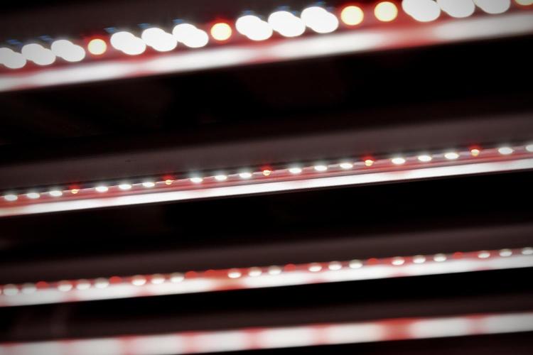 Lemon Cherry Gelato YumYum. Week 0 - Germination 