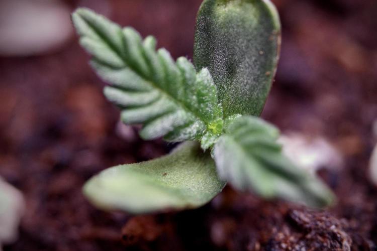 Lemon Cherry Gelato YumYum. Week 0 - Germination 