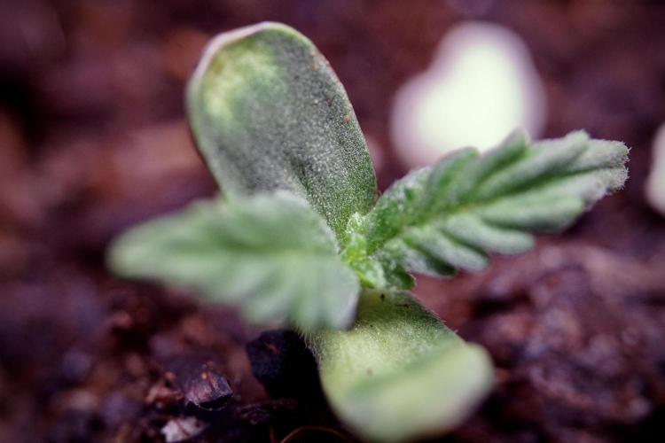 Lemon Cherry Gelato YumYum. Week 0 - Germination 